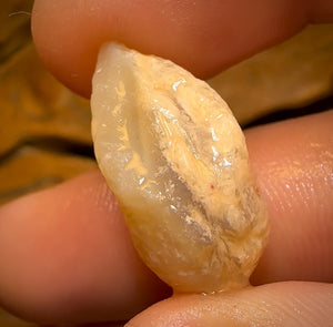 20.9cts - Opalised Shell Rare Geological Specimen from Lightning Ridge