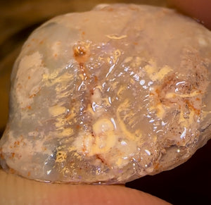 40.3cts - Opalised Shell Rare Geological Specimen from South Australia