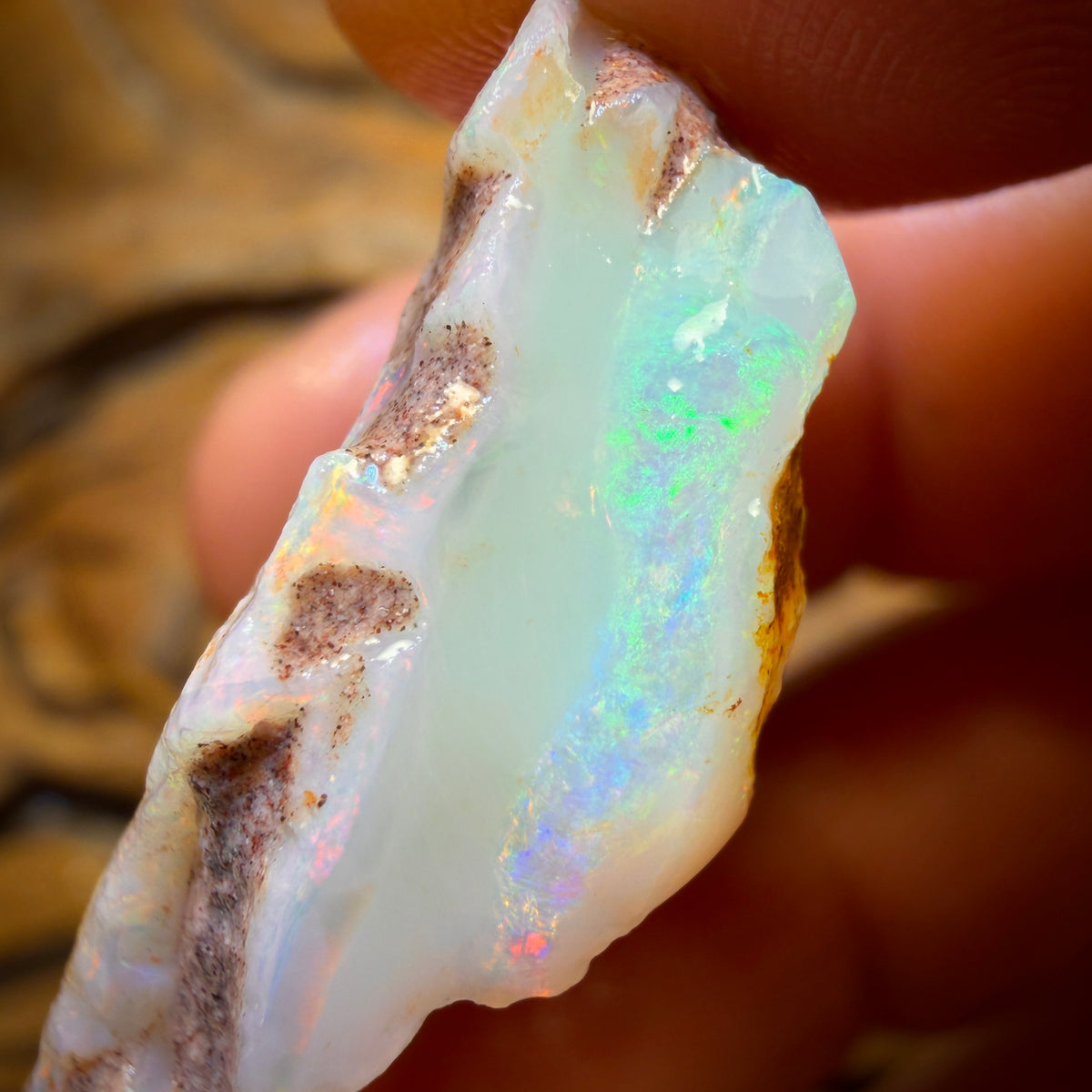 Wild Card! 42.1cts - Large South Australian White Opal Rough Piece