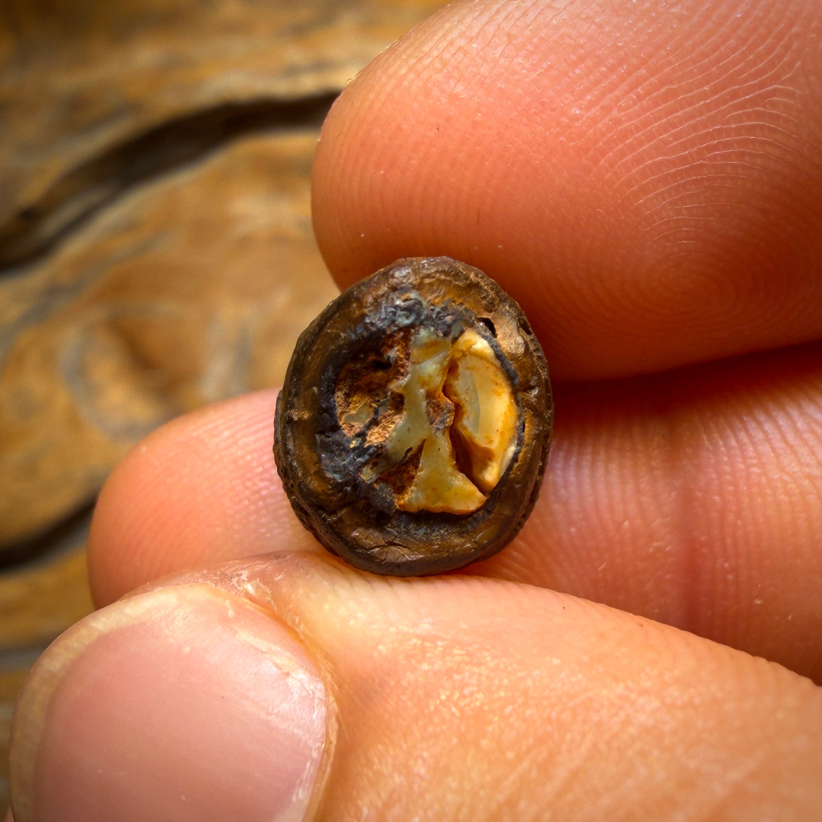 🔨 AUCTION 🔨 11.3cts - Yowah Nut Kernel Opal. Polished Specimen