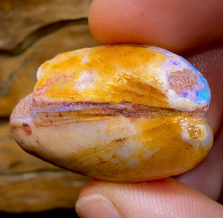 64,6 ct – opalisiertes Muschelfossil aus Südaustralien