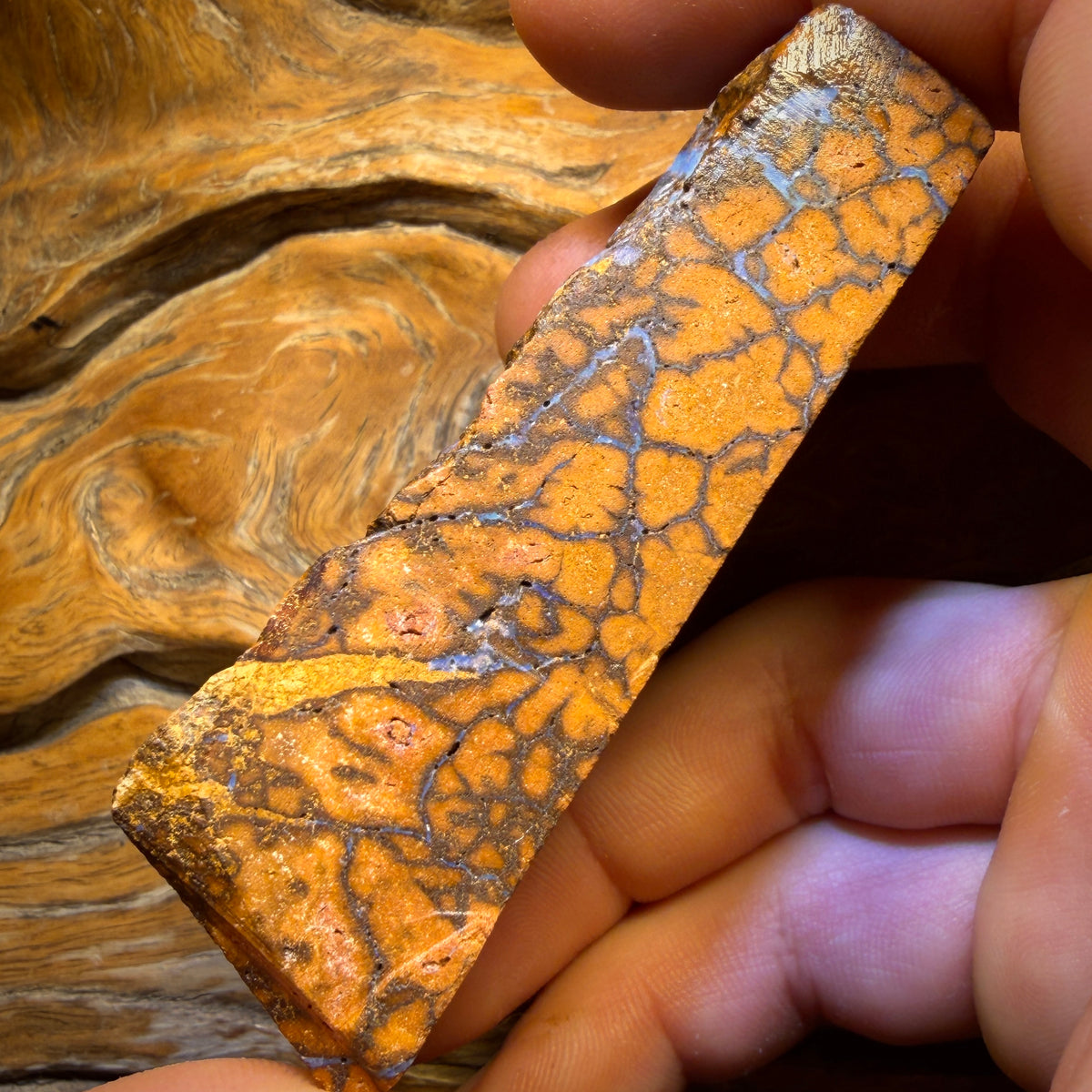 593cts - Massive Queensland Boulder Seam Opal Rough Piece
