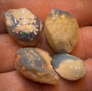 41.2cts - 4x Opalised Shell Geological Specimens from Lightning Ridge