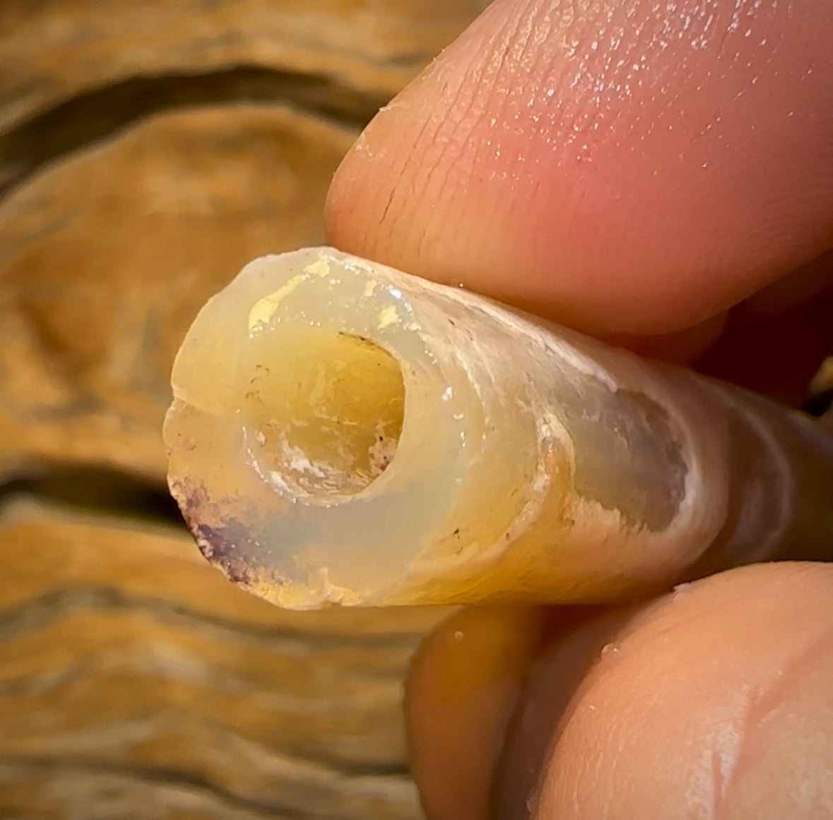 64.1cts - Opalised Belemnite Geological Specimen from South Australia