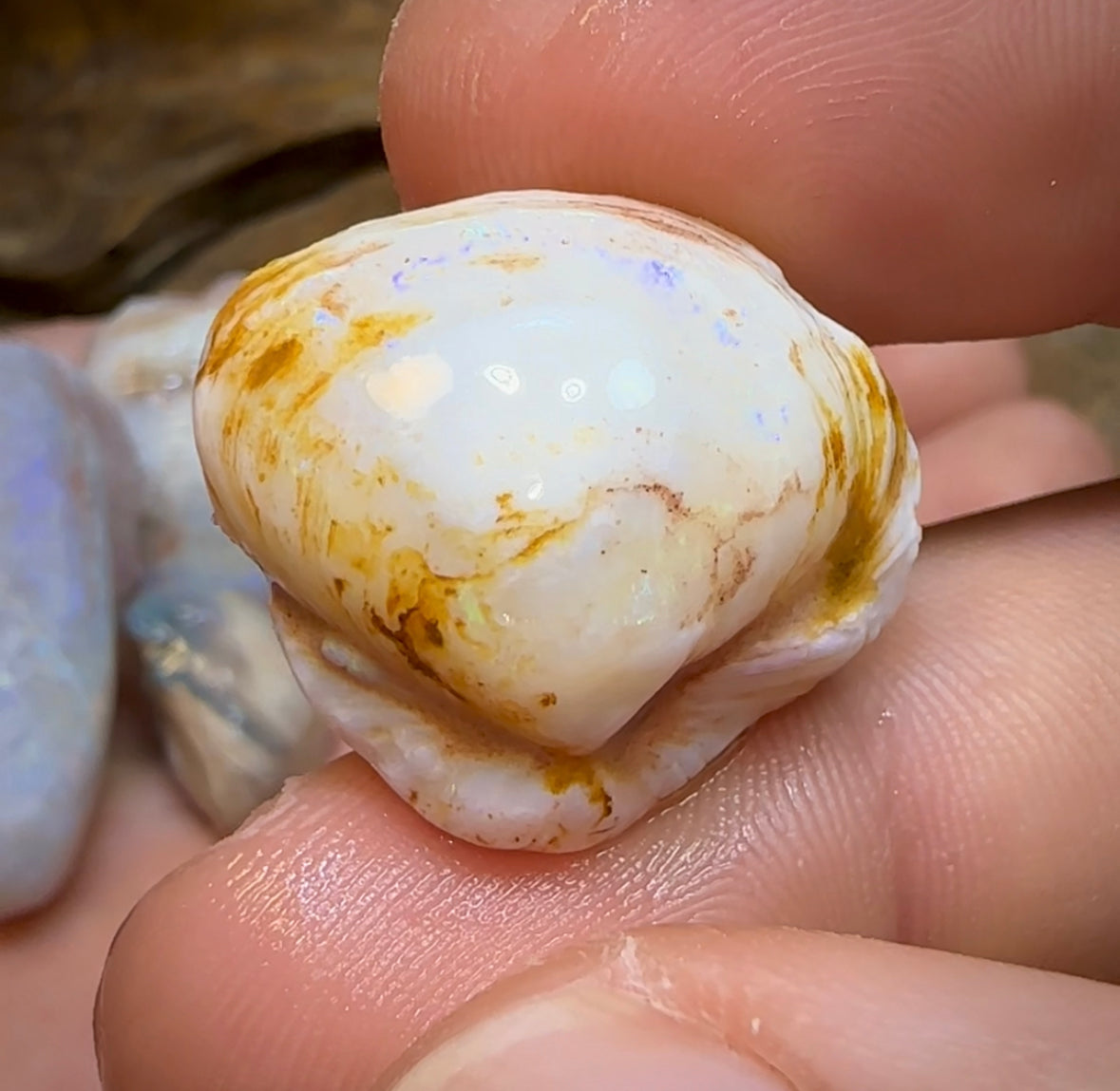 155.2cts - 5x Opalised Shell Geological Specimens from South Australia - Opal Whisperers
