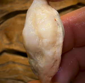 🔨 AUCTION 🔨 No Reserve 61.4cts - Opalised Shell Rare Geological Specimen from South Australia