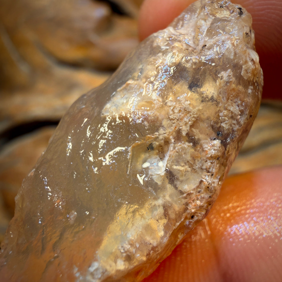Bargain Card! 39.5cts - Opalised Shell Geological Specimen from South Australia