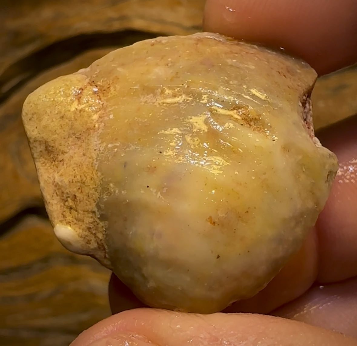 56.5cts - Opalised Shell Rare Geological Specimen from South Australia