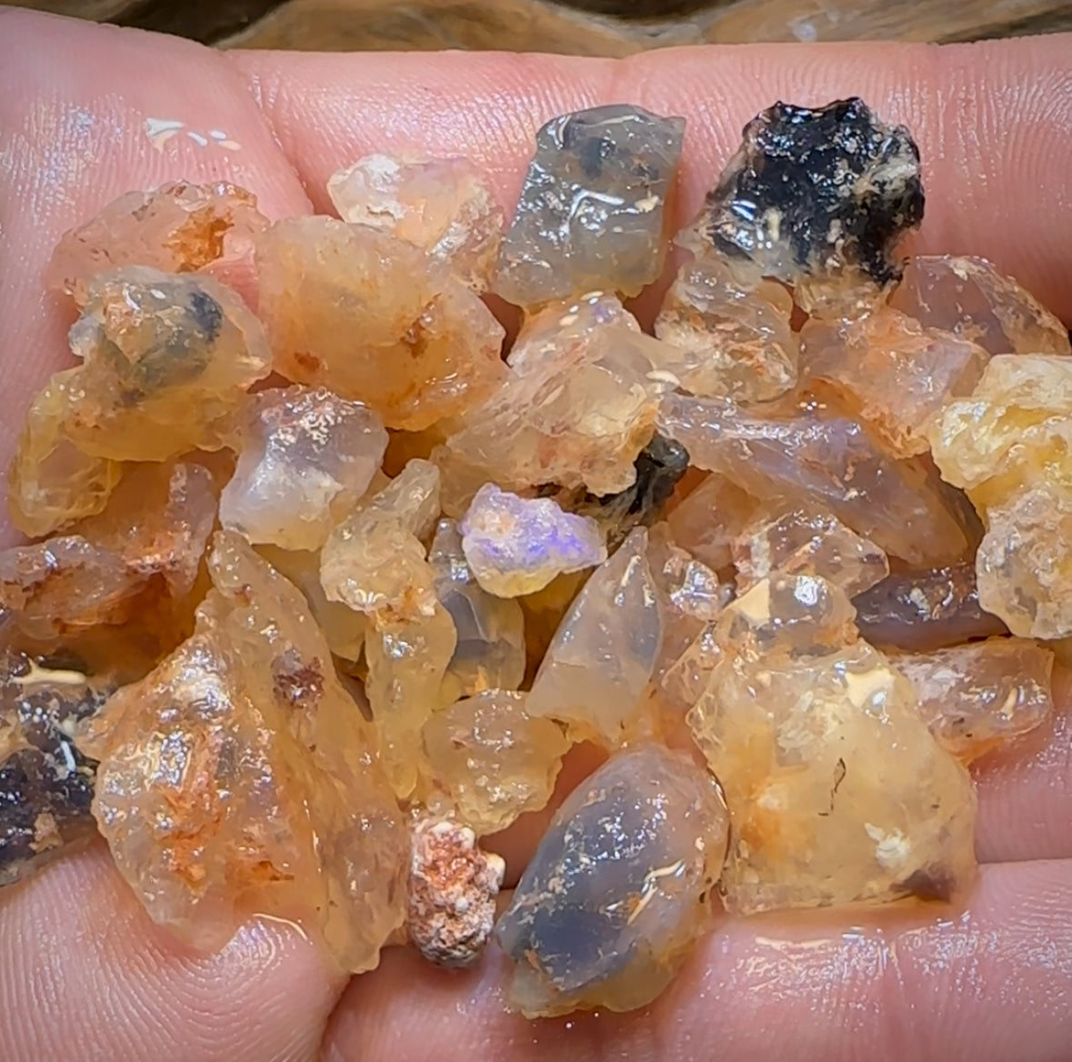 🔨 AUCTION 🔨 145.9cts - 50x Opalised Fossil Geological Specimens from Lightning Ridge