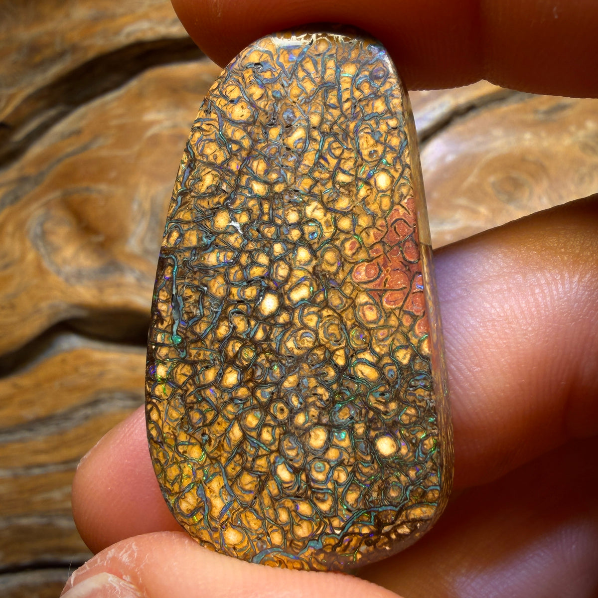 72.7cts - Tan Tribal Yowah Nut Opal. Red Multicolour