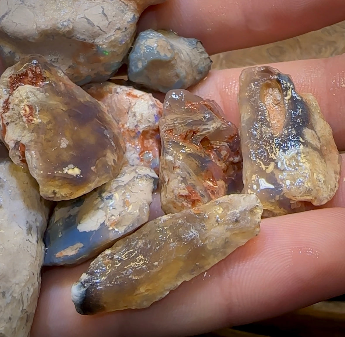 300.5cts - 13x Lightning Ridge Fossil Replacement Opal Rough Parcel Under $2/Ct - Opal Whisperers