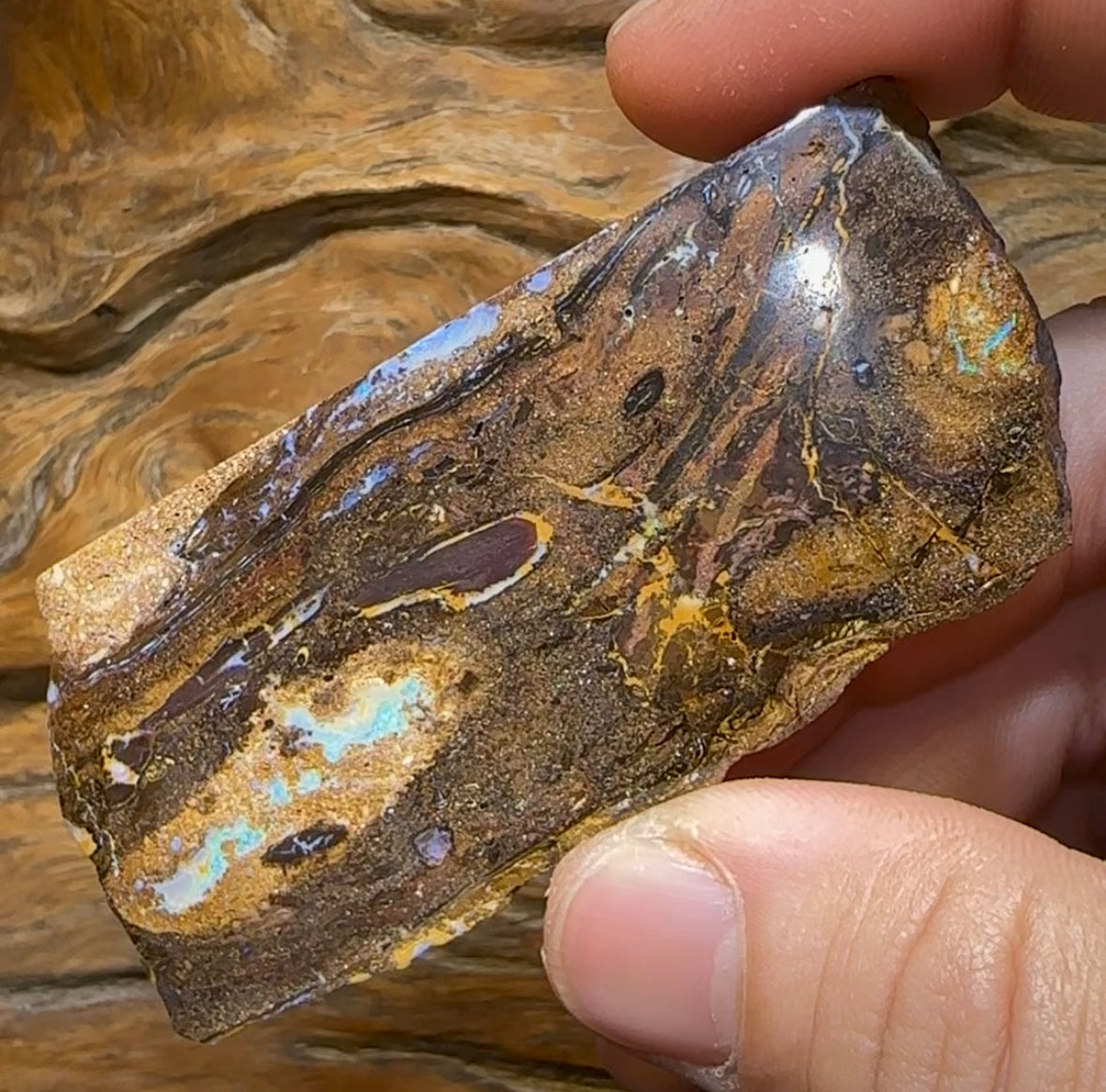 257.5cts - Australian Yowah Nut Kernel Boulder Opal Specimen Polished - Opal Whisperers