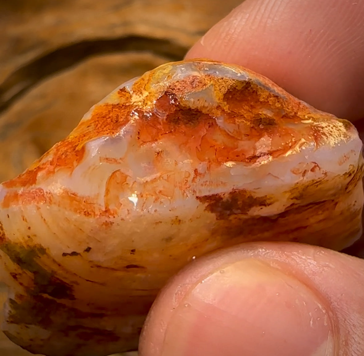 72.7cts - Opalised Shell Rare Geological Specimen from South Australia