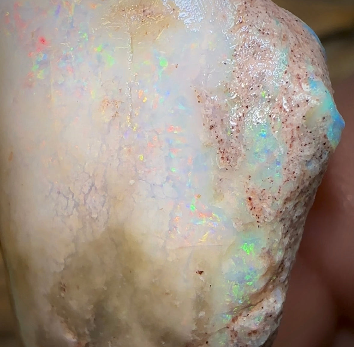65.3cts - Opalised Shell Rare Geological Specimen from South Australia - Opal Whisperers