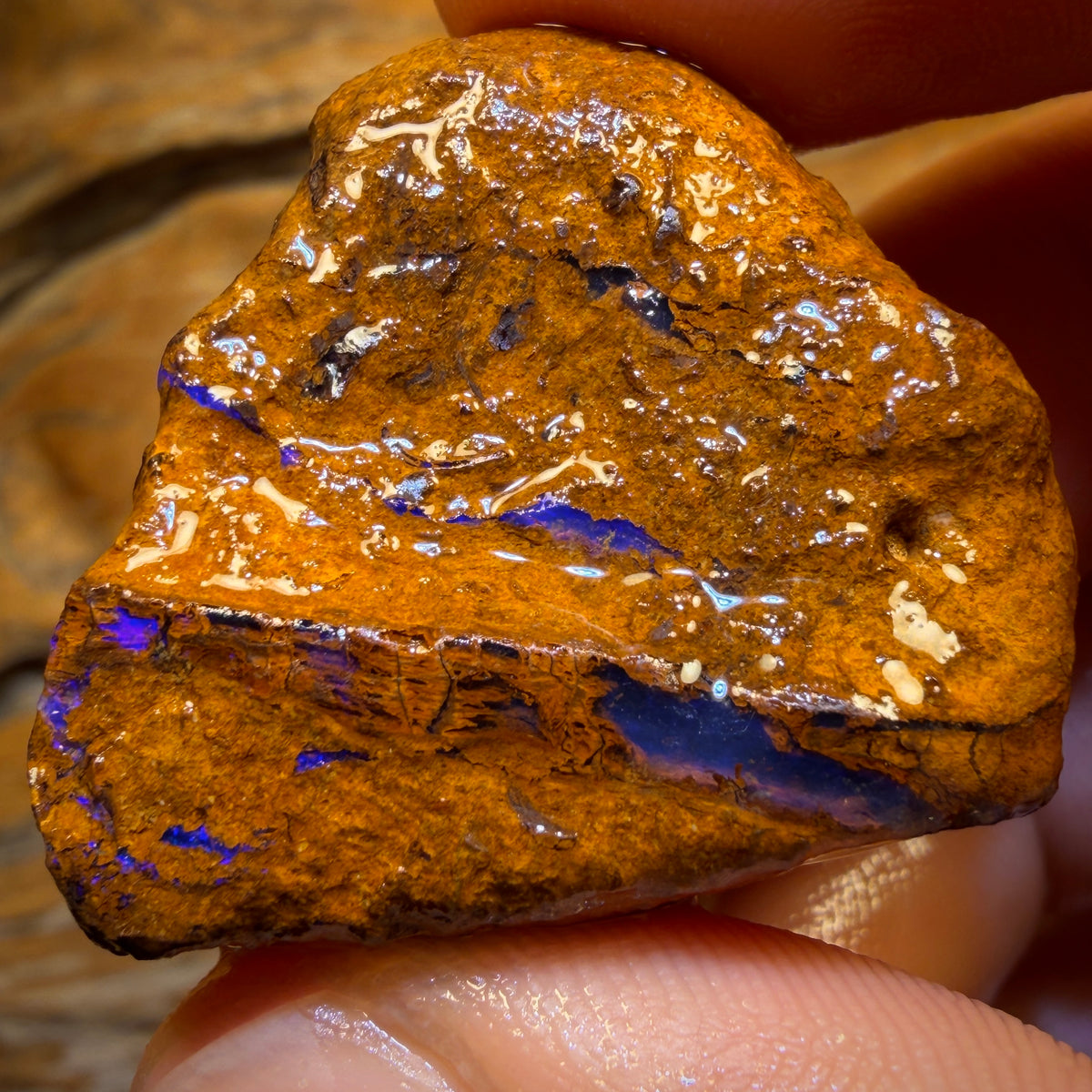 101.1cts - Vegetation Fossil Replacement Boulder Opal Rough Piece. Found on ‘OUTBACK OPAL HUNTERS’!!