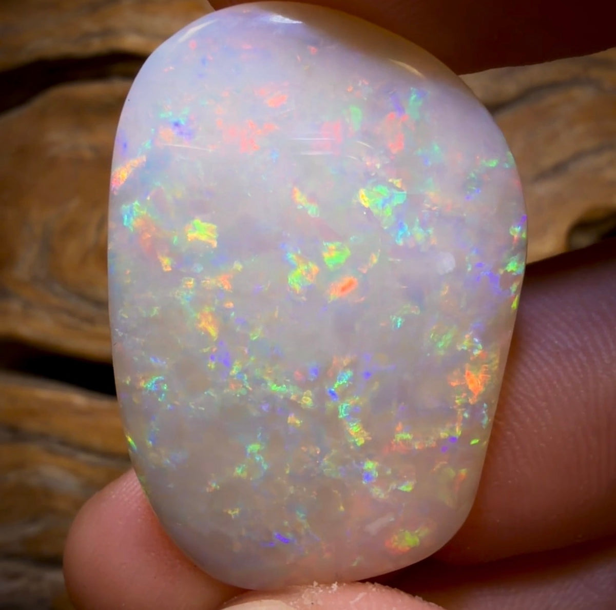 40.9cts - Large Olympic, South Australian White Opal