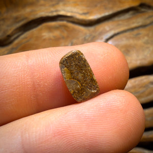 alex Enchère 2,95 cts - Opale Boulder Pipe Solide Australienne