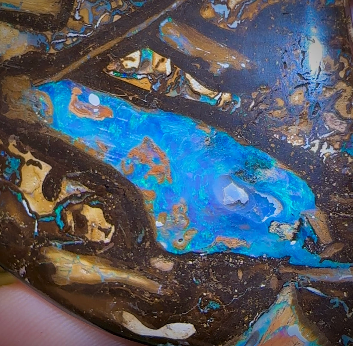 481cts - Vegetation Fossil Queensland Boulder Opal. Polished Specimen