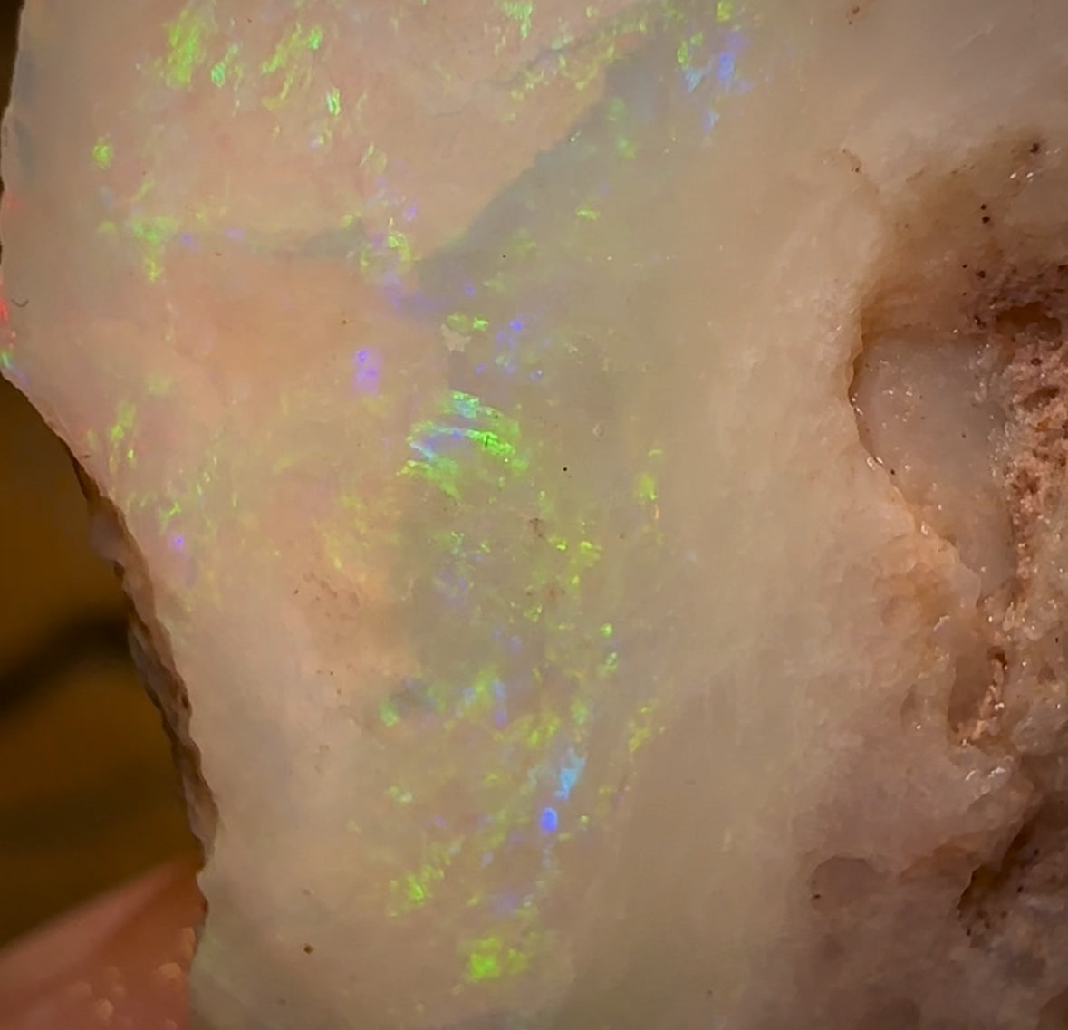 33.1cts - Opalised Shell Rare Geological Specimen from South Australia
