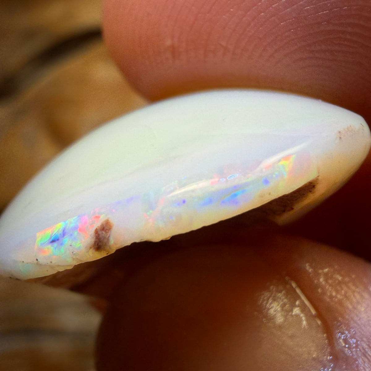 38.5cts - Opalised Shell Geological Specimen from South Australia