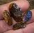 20.8cts - 4 x Cathedral Wood Fossil Opal Rough Rub Preforms