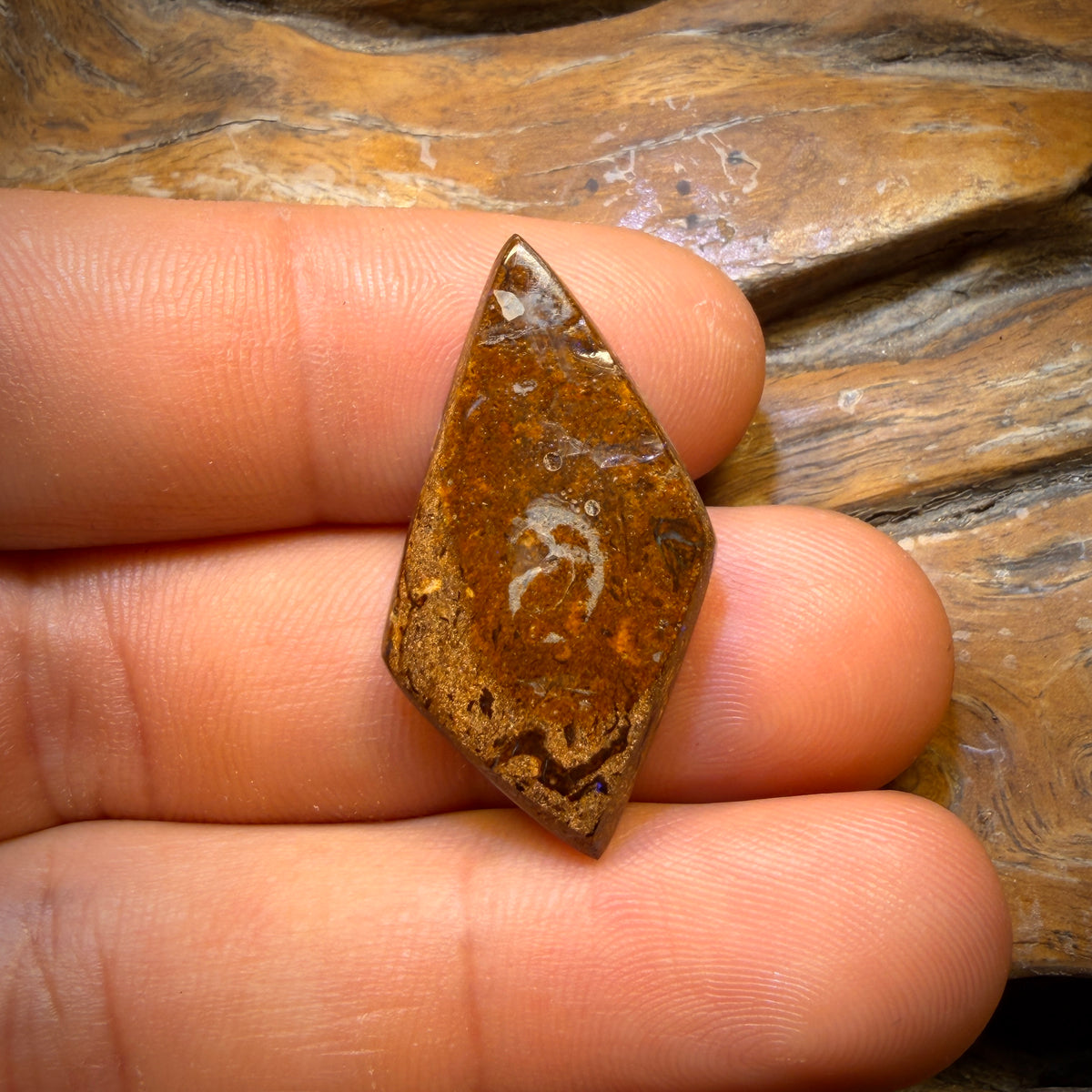 16.6cts - Gem Australian Boulder fossil replacment Opal