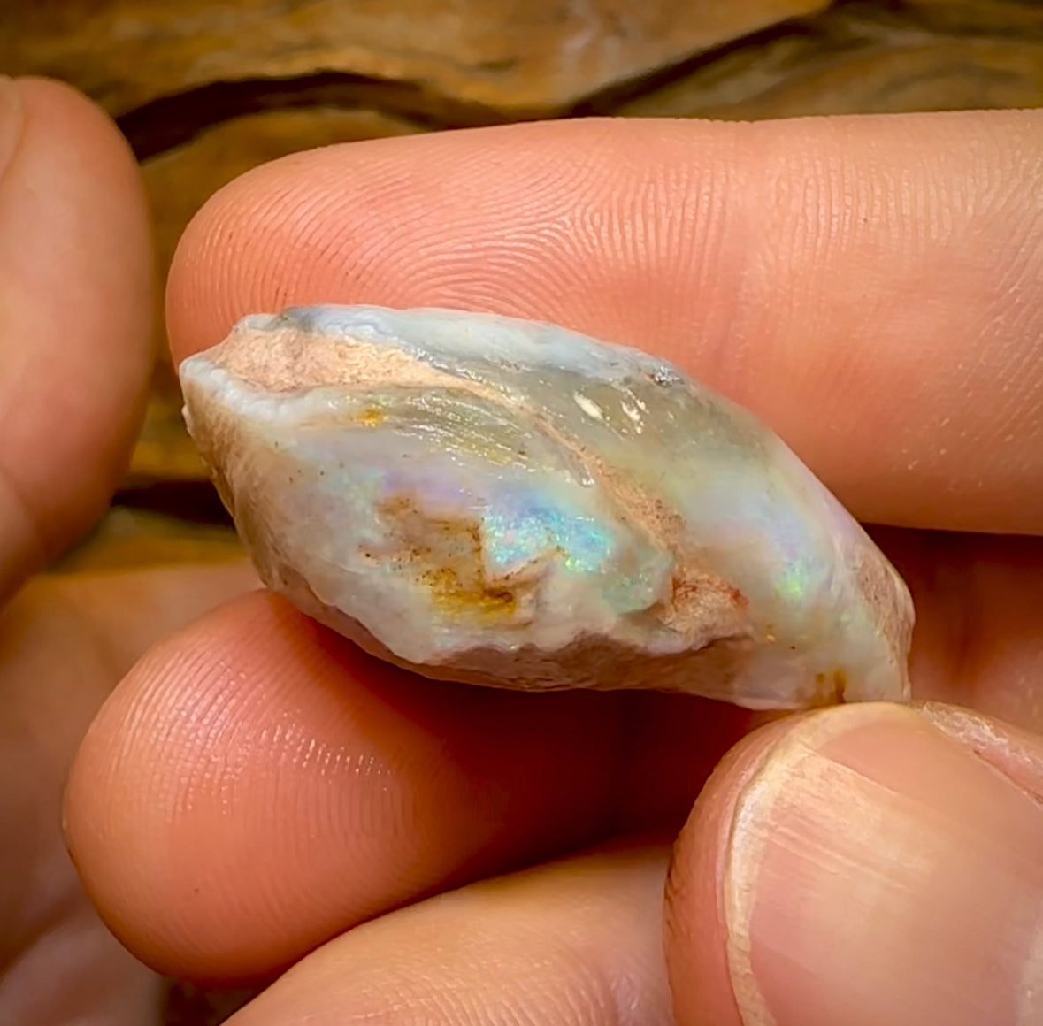 151.9cts - 3x Opalised Fossil Shell Specimens from South Australia