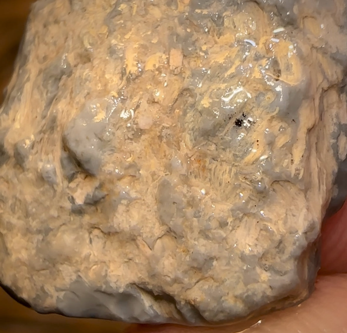 Auction Fall-Through = Your Gain! 🔥 Now More Than 50% Off RRP 🚨 18.1cts - Lightning Ridge Wood / Vegetation Fossil Opal Rough Specimen