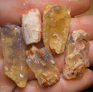 93.6cts - 5x Opalised Fossil Geological Specimens from Lightning Ridge