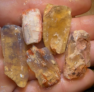93.6cts - 5x Opalised Fossil Geological Specimens from Lightning Ridge