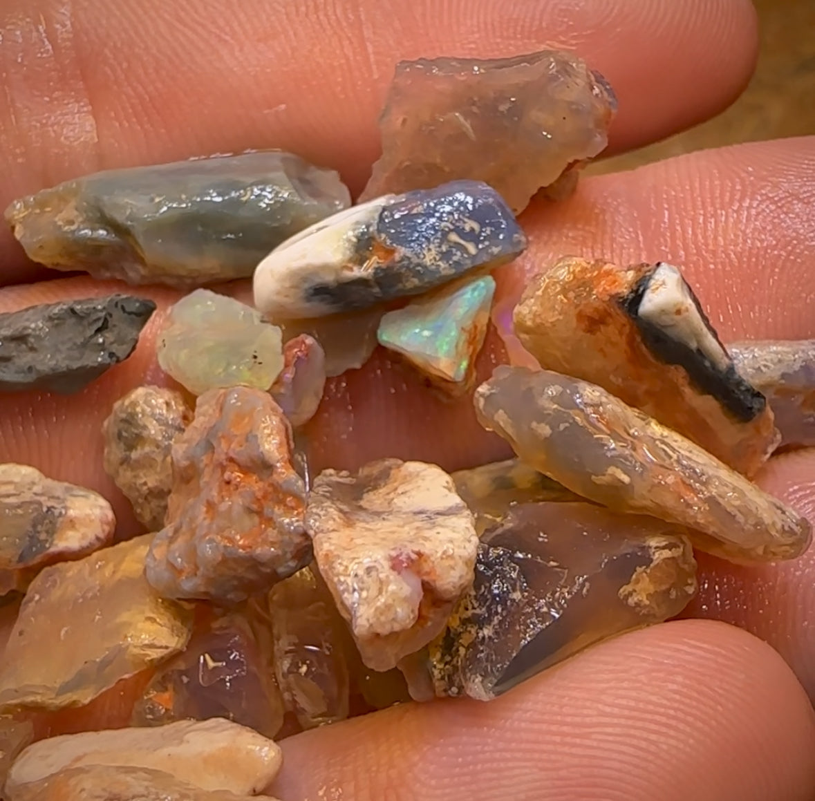 108.3cts - 40x Opalised Fossil Geological Specimens from Lightning Ridge