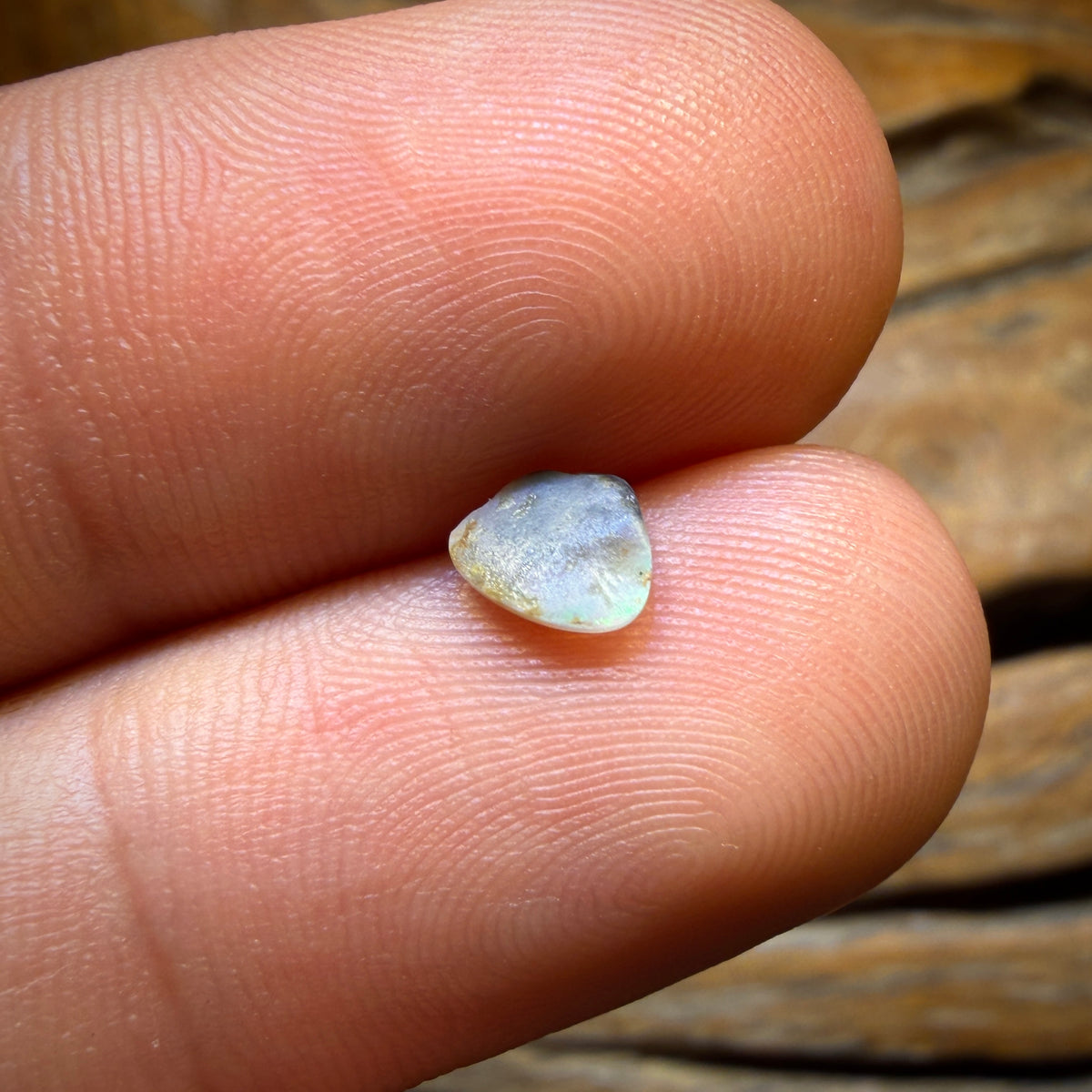 0,2 ct - Opale fossile de coquillage polie d'Australie du Sud