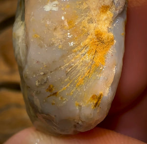 78.6cts - Opalised Shell Rare Geological Specimen from South Australia Good Size