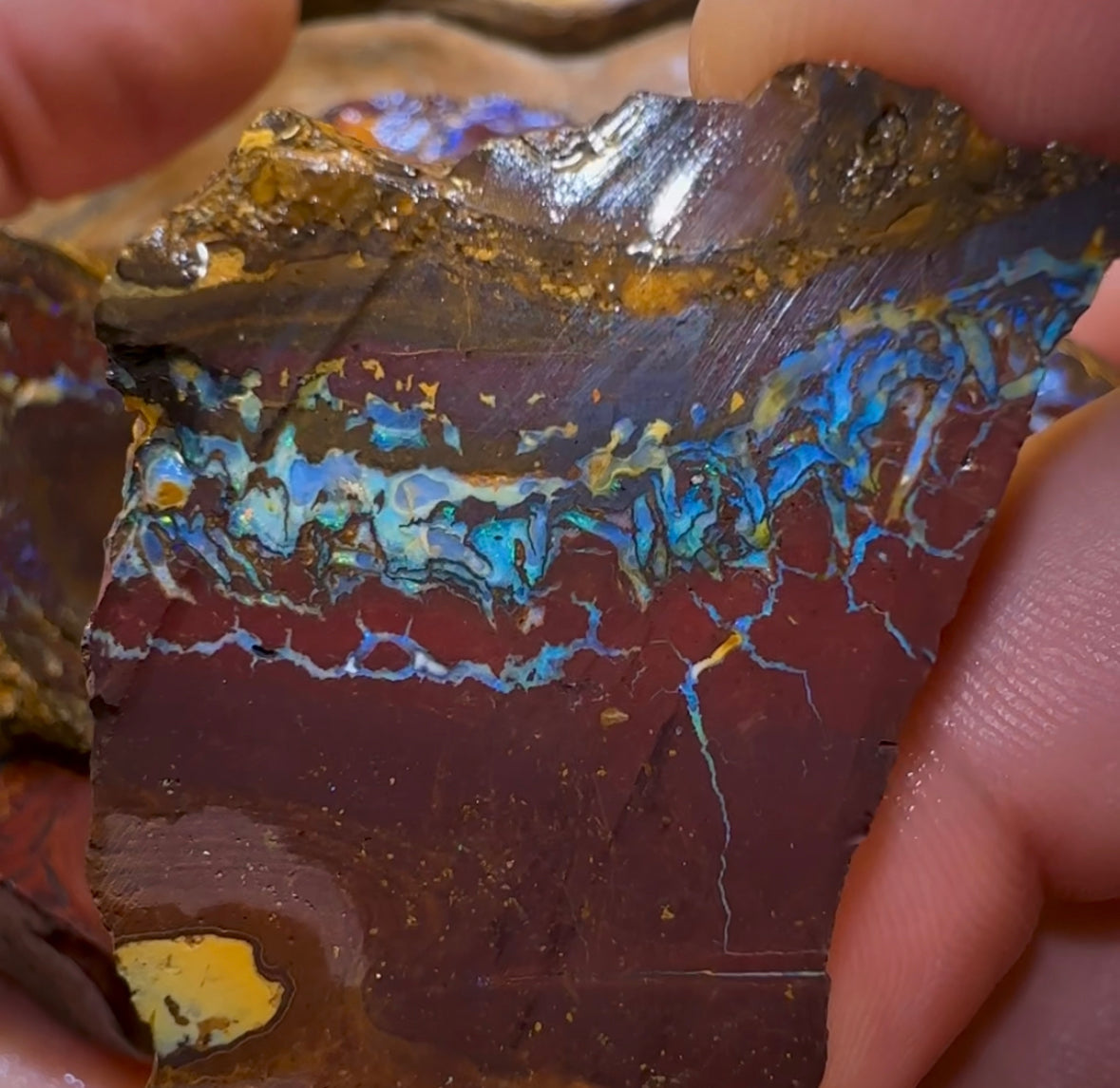 193.1g - 7x Koroit Nut Rough Opal Parcel - Opal Whisperers