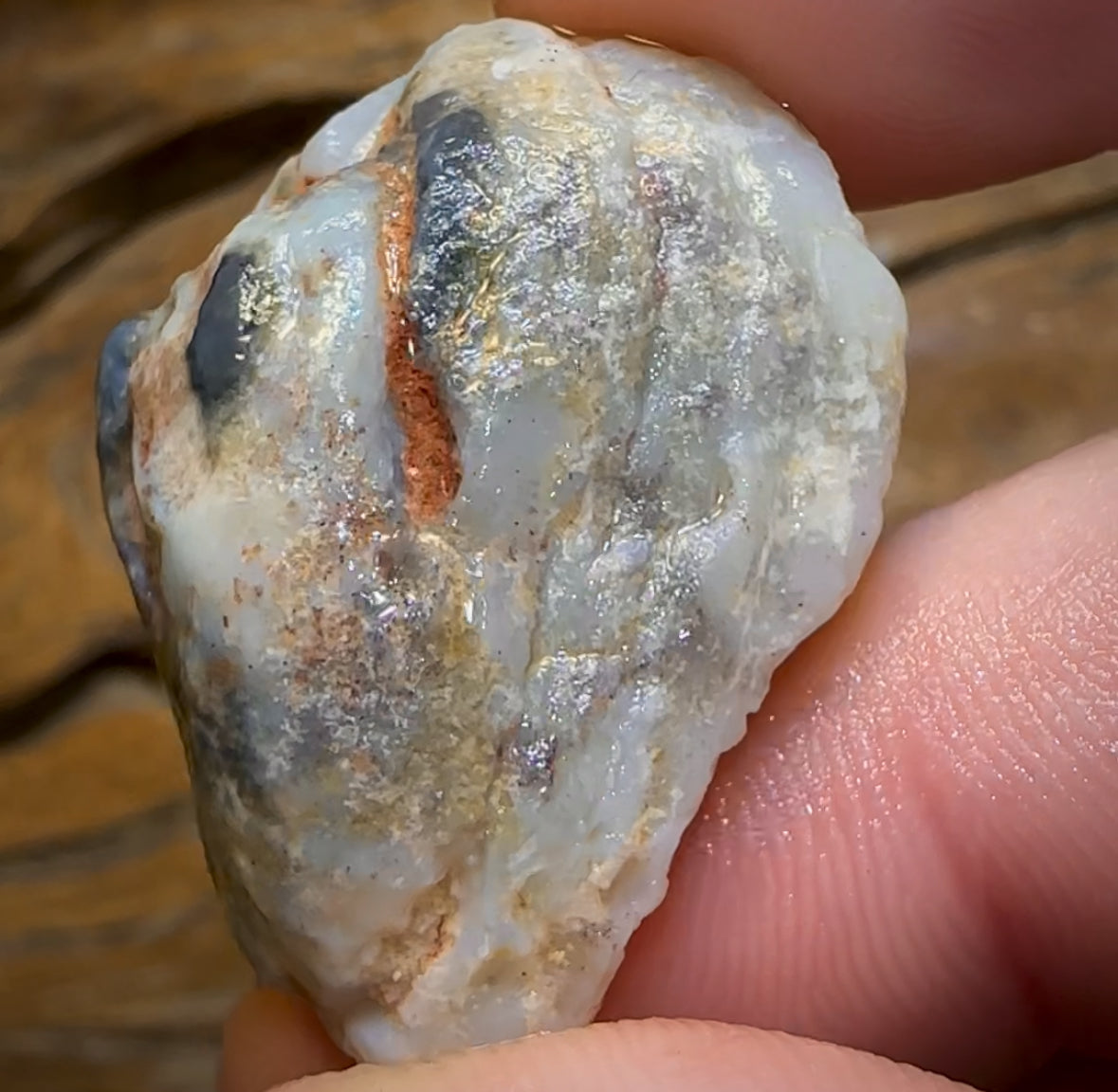 Auction Fall-Through = Your Gain! 🔥 Now More Than 50% Off RRP 🚨 42.4cts - Opalised Shell Rare Geological Specimen from South Australia