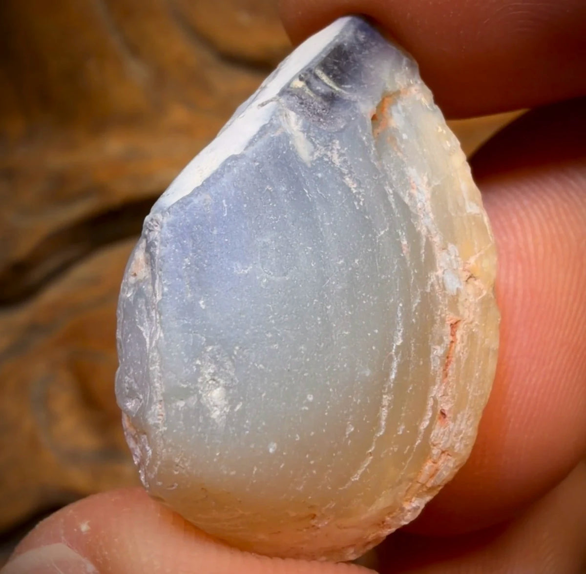 43cts - Opalised Shell Rare Geological Rough Specimen from Lightning Ridge