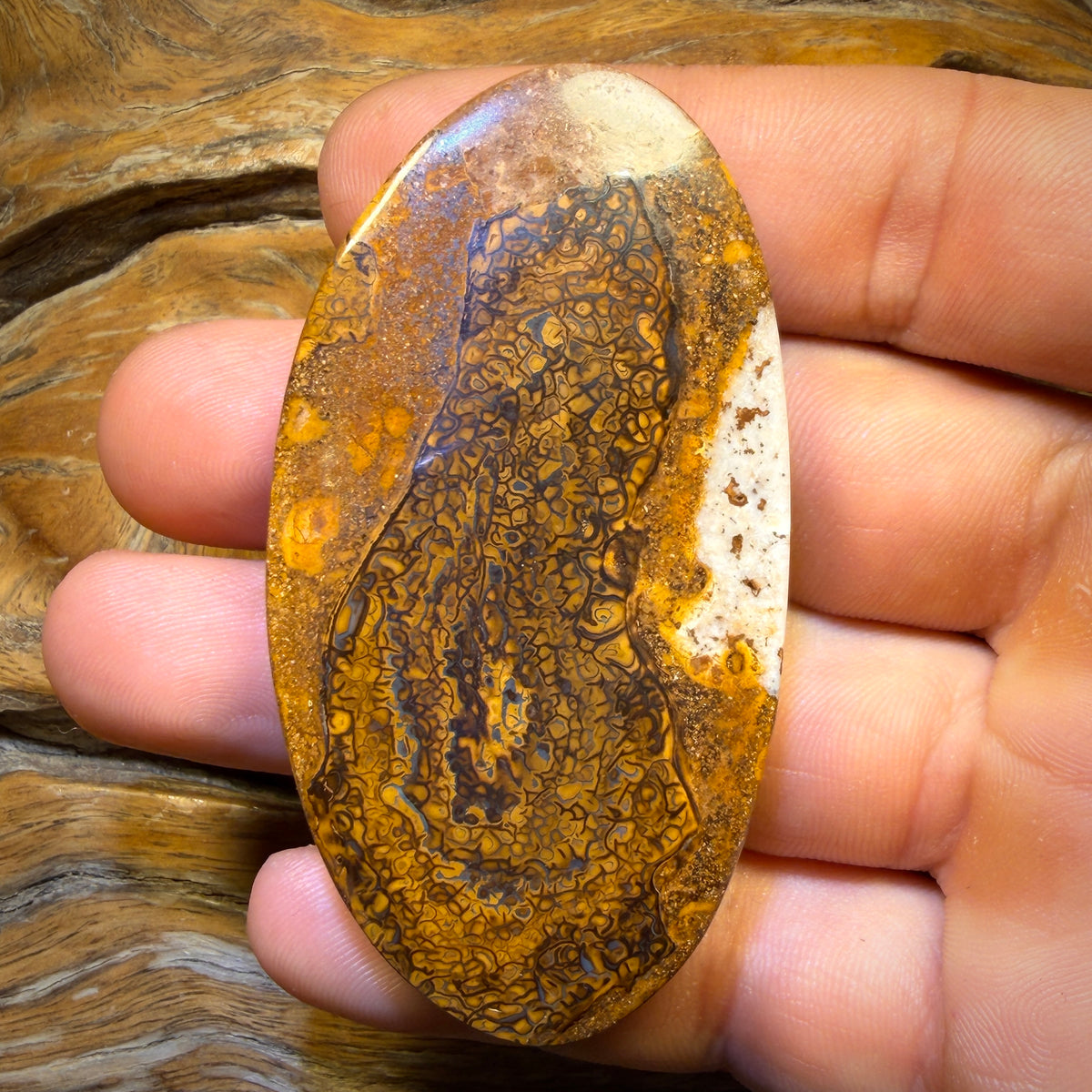 248.8cts - Large Tribal Queensland Boulder Opal from Yowah $1/ct Massive Cut Stone