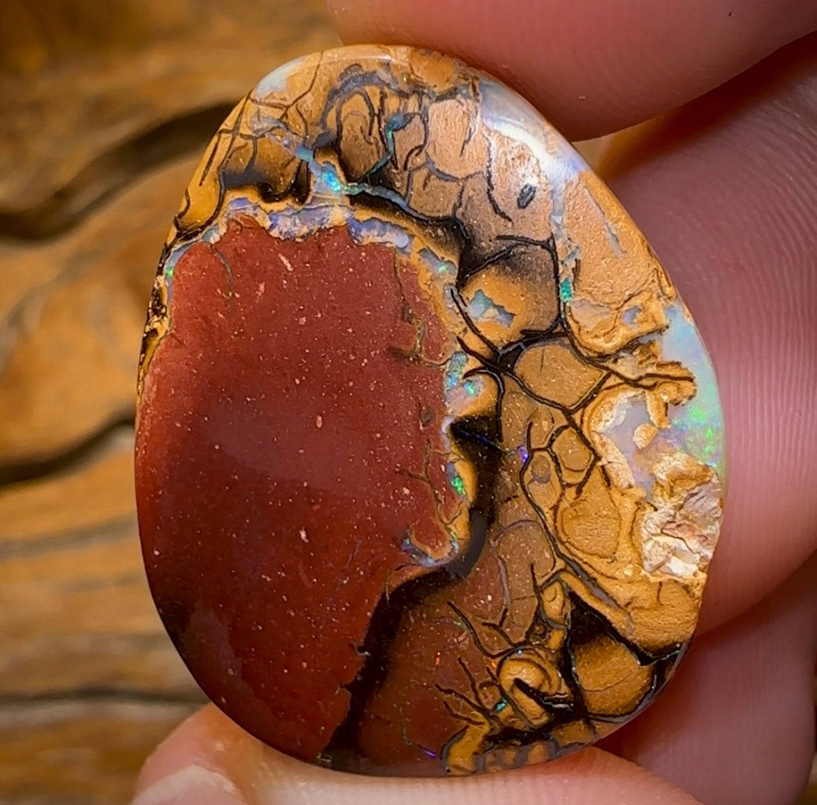 45.4cts - Yowah Nut Kernel Australian Opal Picture Stone - Opal Whisperers