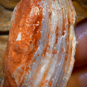102.2cts - Opalisierte Muschel Geologisches Exemplar aus Südaustralien