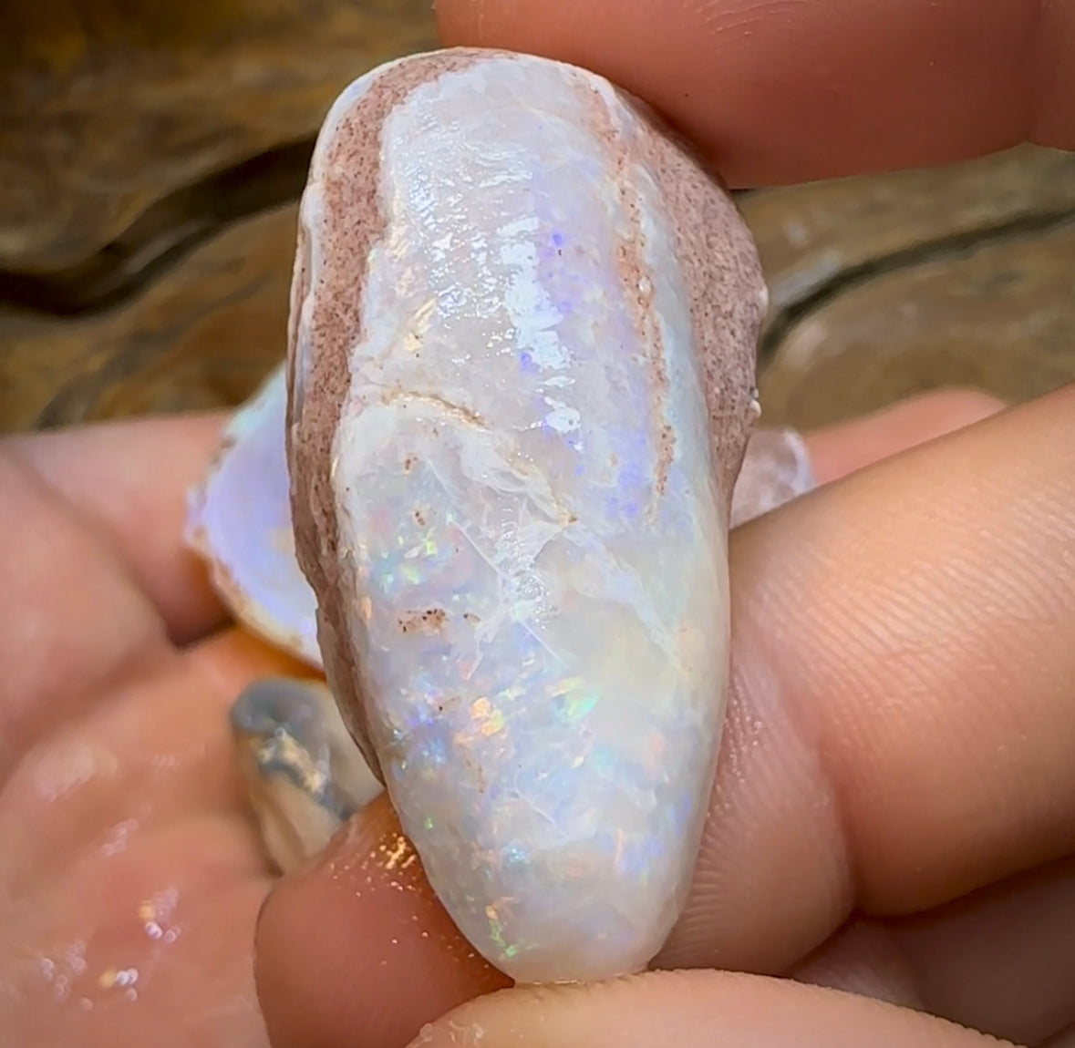 155.2cts - 5x Opalised Shell Geological Specimens from South Australia - Opal Whisperers