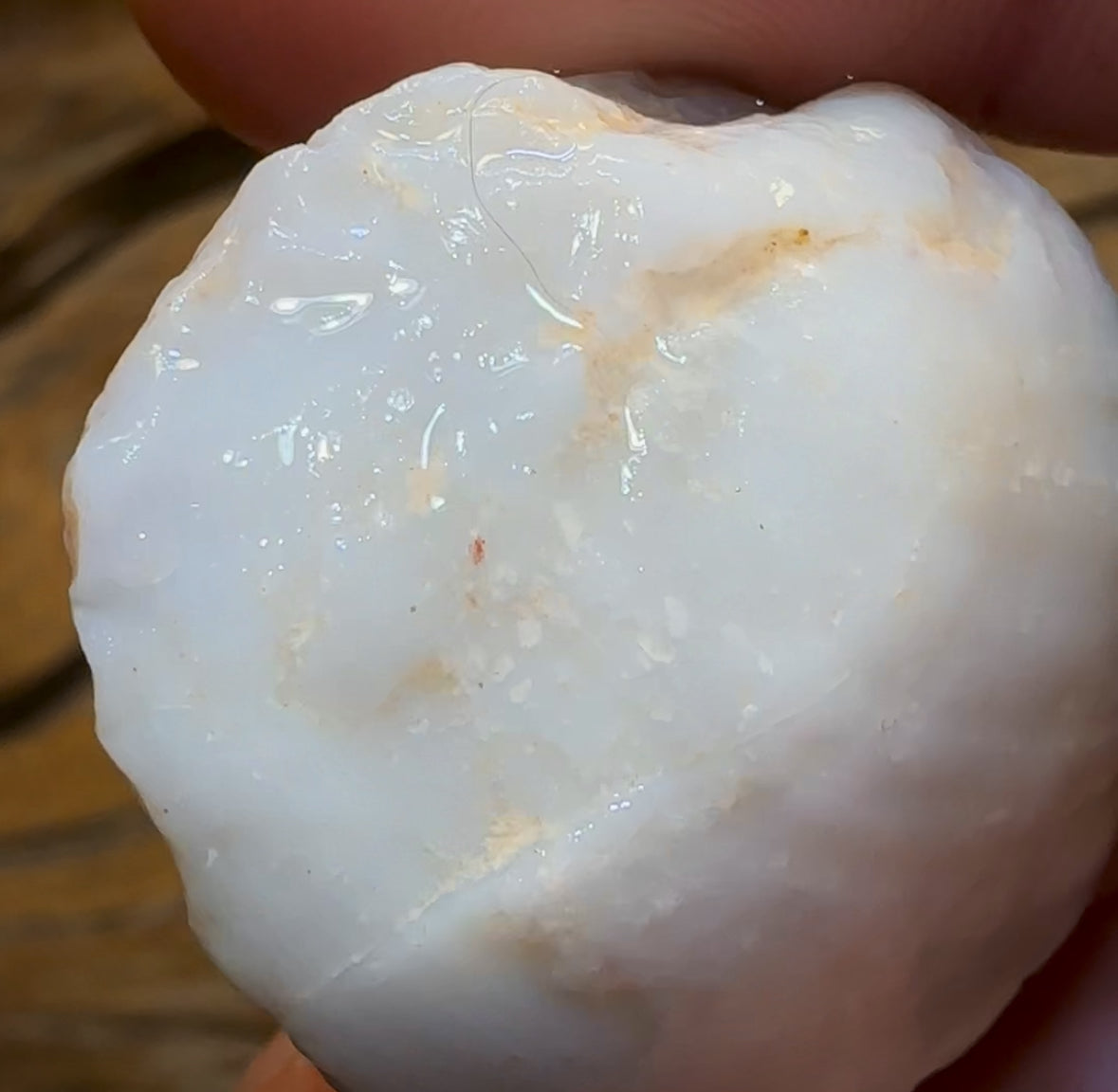 77.9cts - Opalised Shell Rare Geological Specimen from South Australia