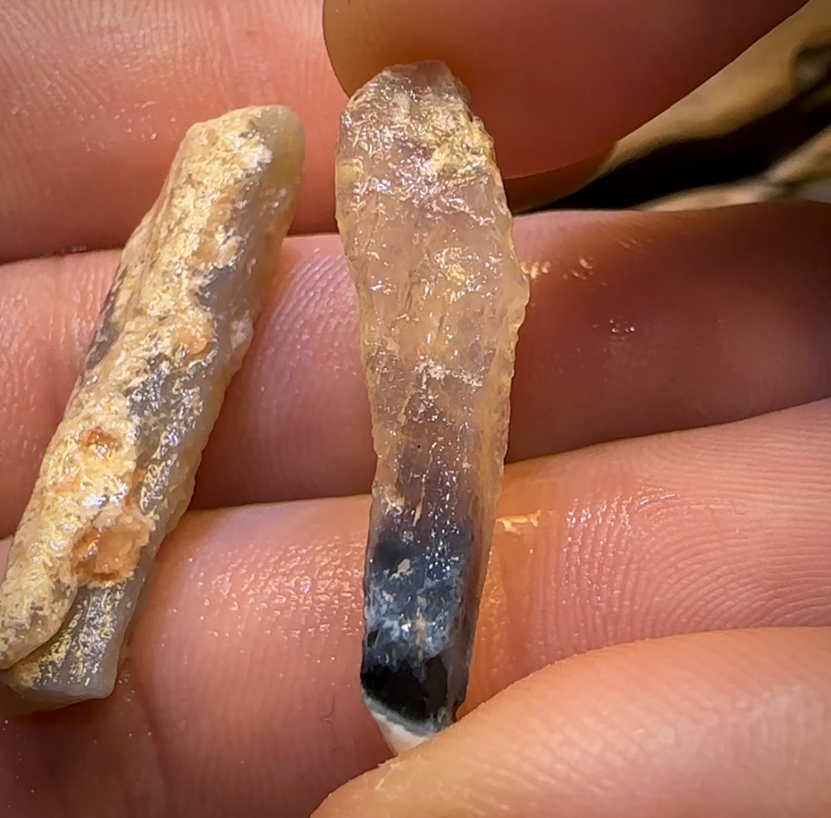🔨 AUCTION 🔨 No Reserve 23.8cts - 3x Opalised Fossil Geological Specimens from Lightning Ridge