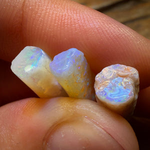 24.2cts - 3x Opalised Belemnite Geological Specimens from South Australia