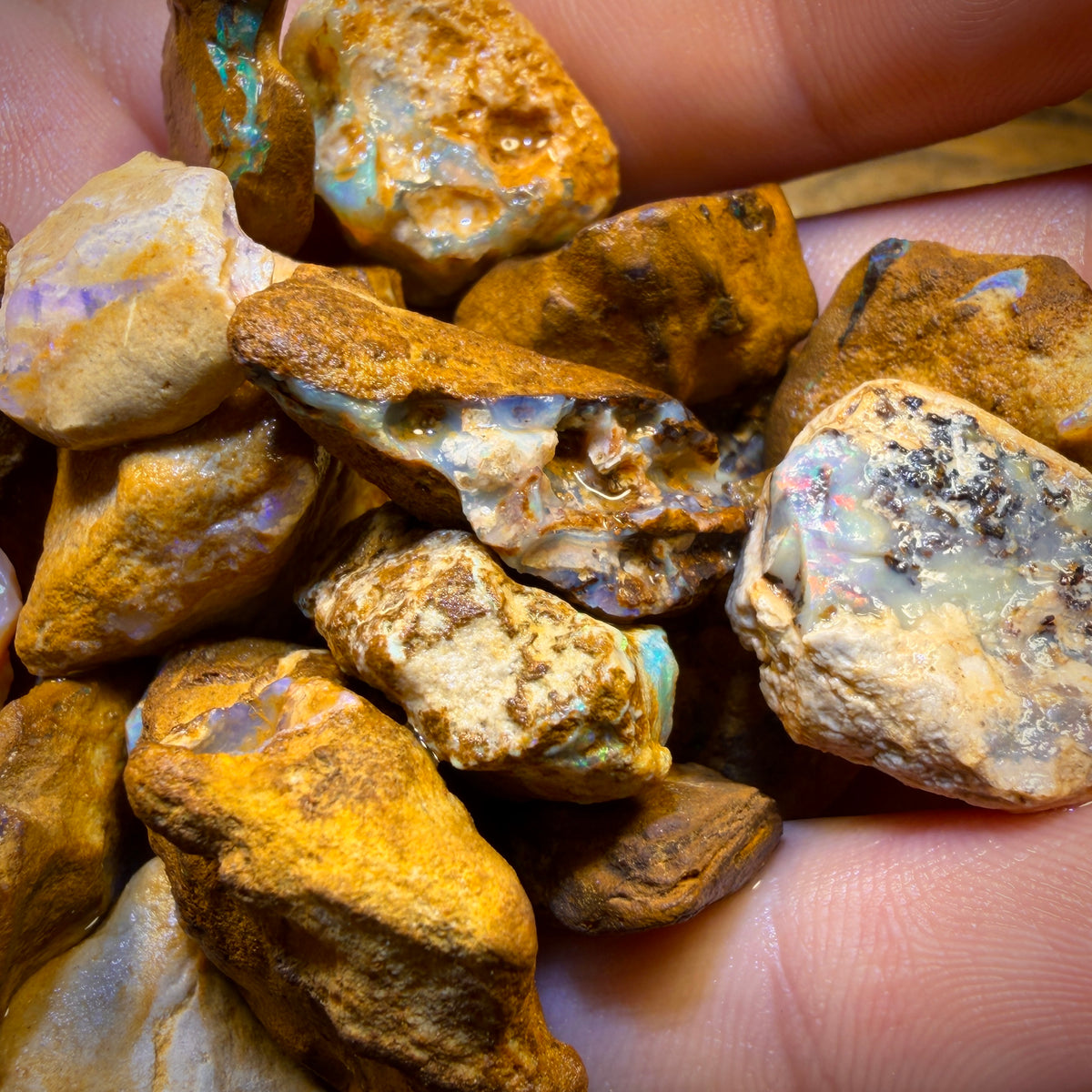 🔒307.5cts - 24x Opalised Wood/Vegetation Fossil Rough Parcel from Yowah