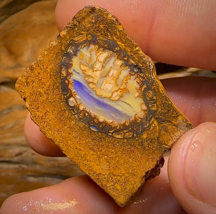 🔨 AUCTION 🔨 No Reserve 144cts -  Yowah Nut Kernel Opal Rough Piece