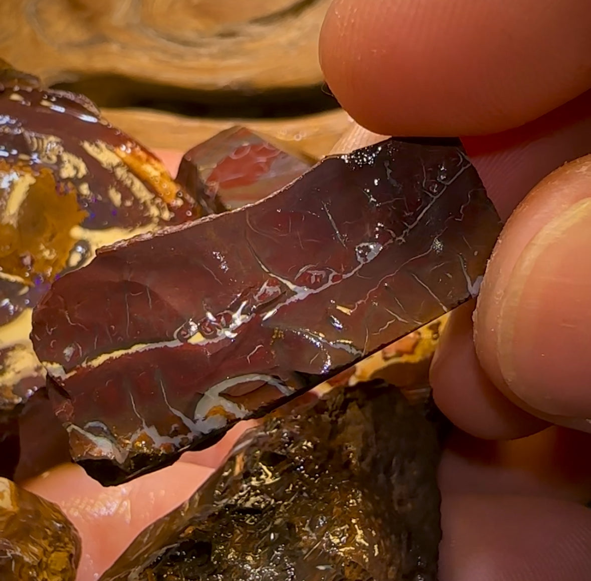 5x Queensland Boulder Opal Cutting Rough. Bulk Listing