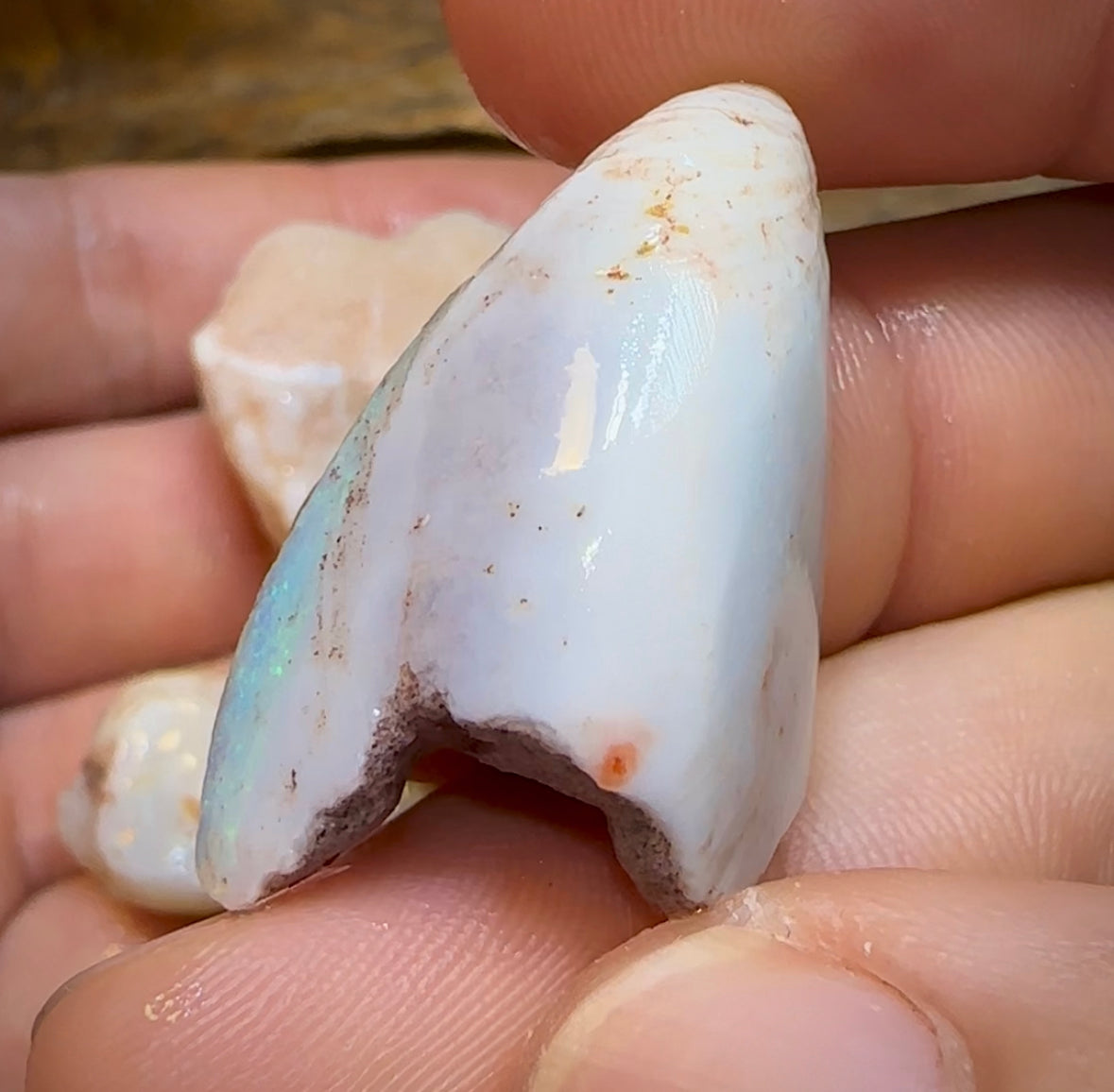 153cts - 5x Opalised Shell Geological Specimens from South Australia - Opal Whisperers