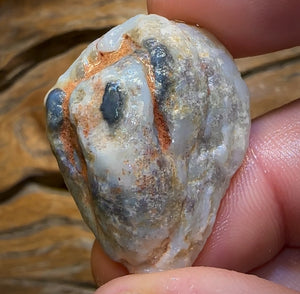 Auction Fall-Through = Your Gain! 🔥 Now More Than 50% Off RRP 🚨 42.4cts - Opalised Shell Rare Geological Specimen from South Australia