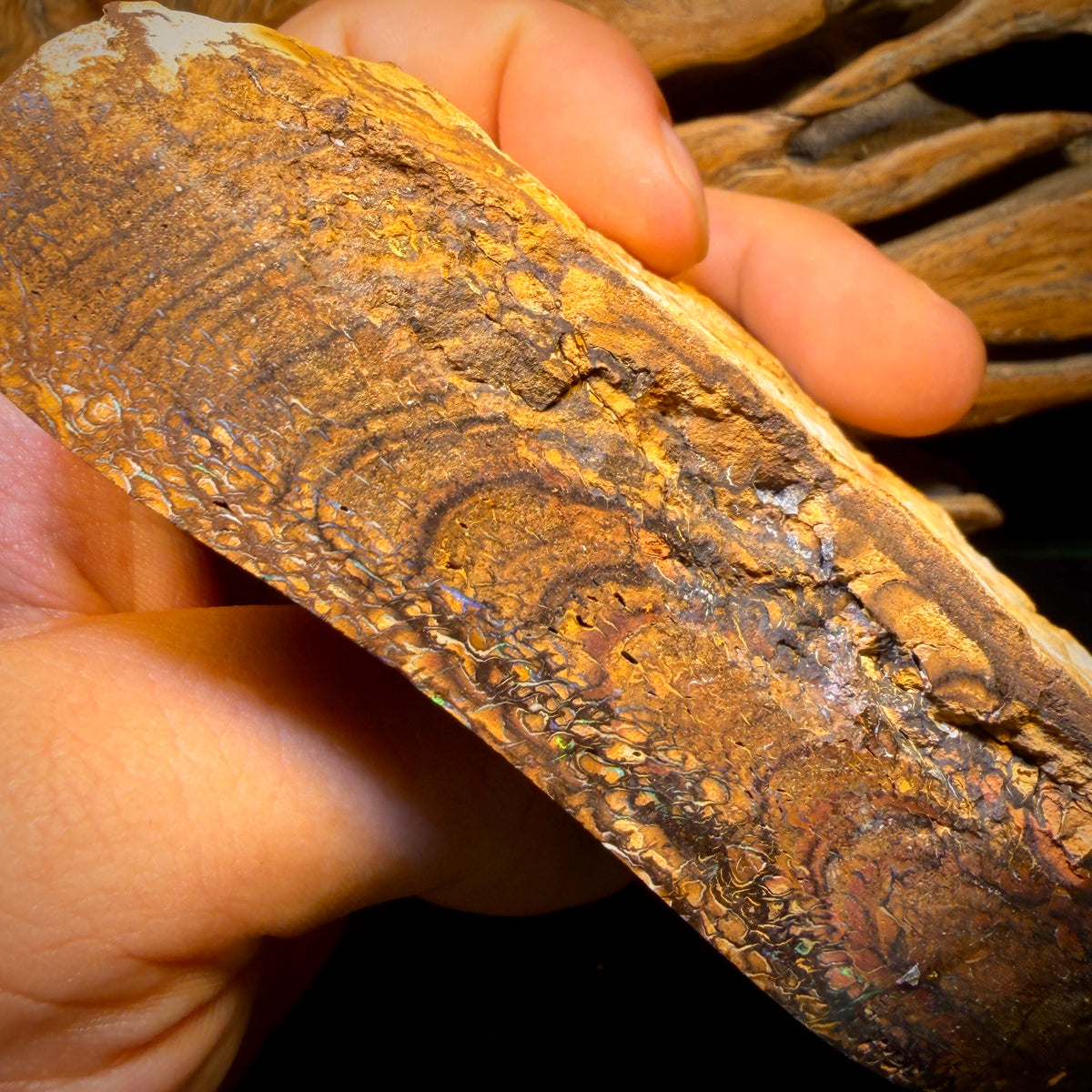 2082cts - HUGE Tribal Australian Boulder Opal Polished Specimen