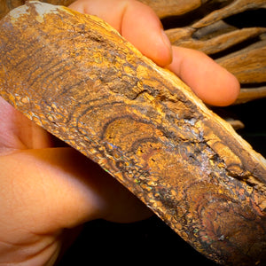 2082cts - HUGE Tribal Australian Boulder Opal Polished Specimen